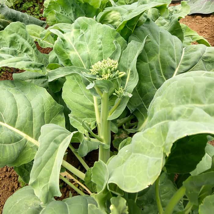 Gai Lan Seeds for Sale - Heirloom Vegetable Plant for Home Gardens