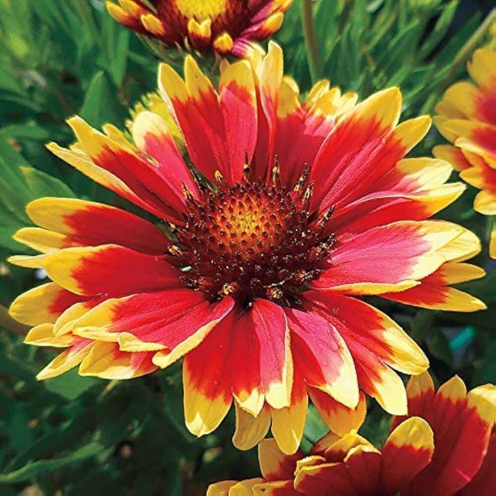 Gaillardia Aristata Seeds - Flower Plant 