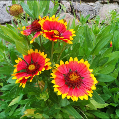 Gaillardia Aristata Seeds - Flower Plant 