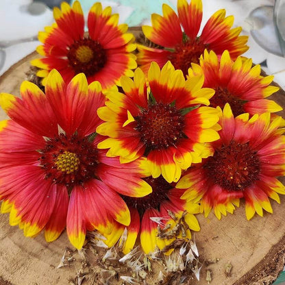 Gaillardia Aristata Seeds - Flower Plant 