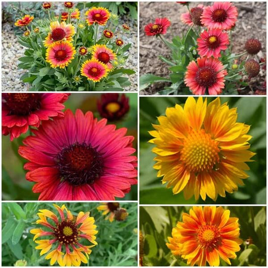 Gaillardia Blanket Seeds - all in one for home gardens