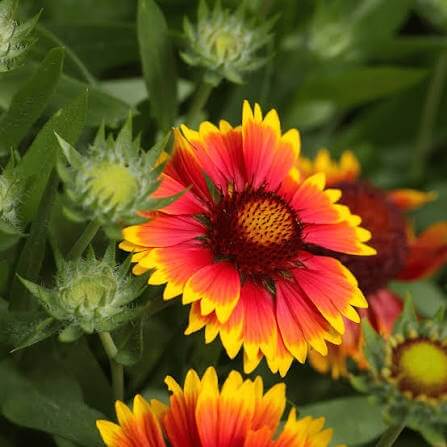 Gaillardia Grandiflora Seeds