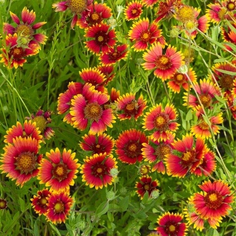 Gaillardia Grandiflora Seeds