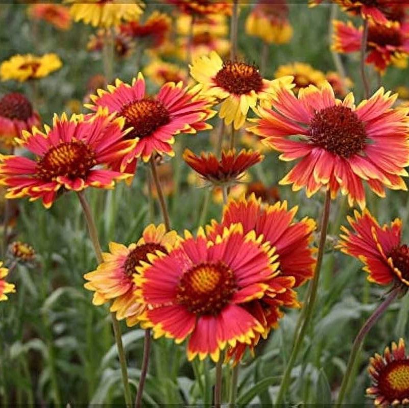 Gaillardia Grandiflora Seeds