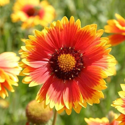 Gaillardia Grandiflora Seeds