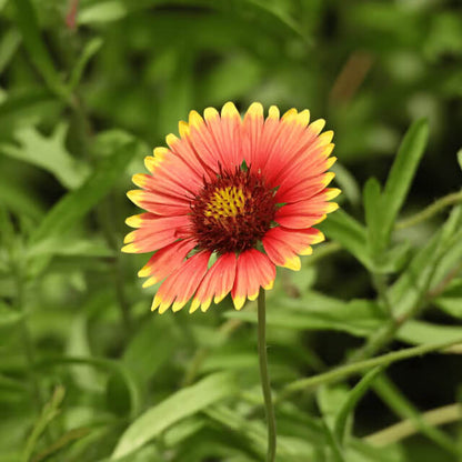 Gaillardia Pulchella Seeds - Flower Plant 