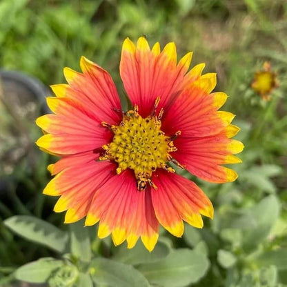 Gaillardia Pulchella Seeds - Flower Plant 