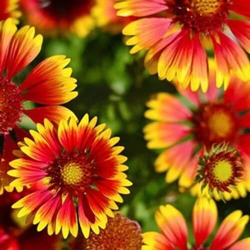 Gaillardia Pulchella Seeds - Flower Plant 