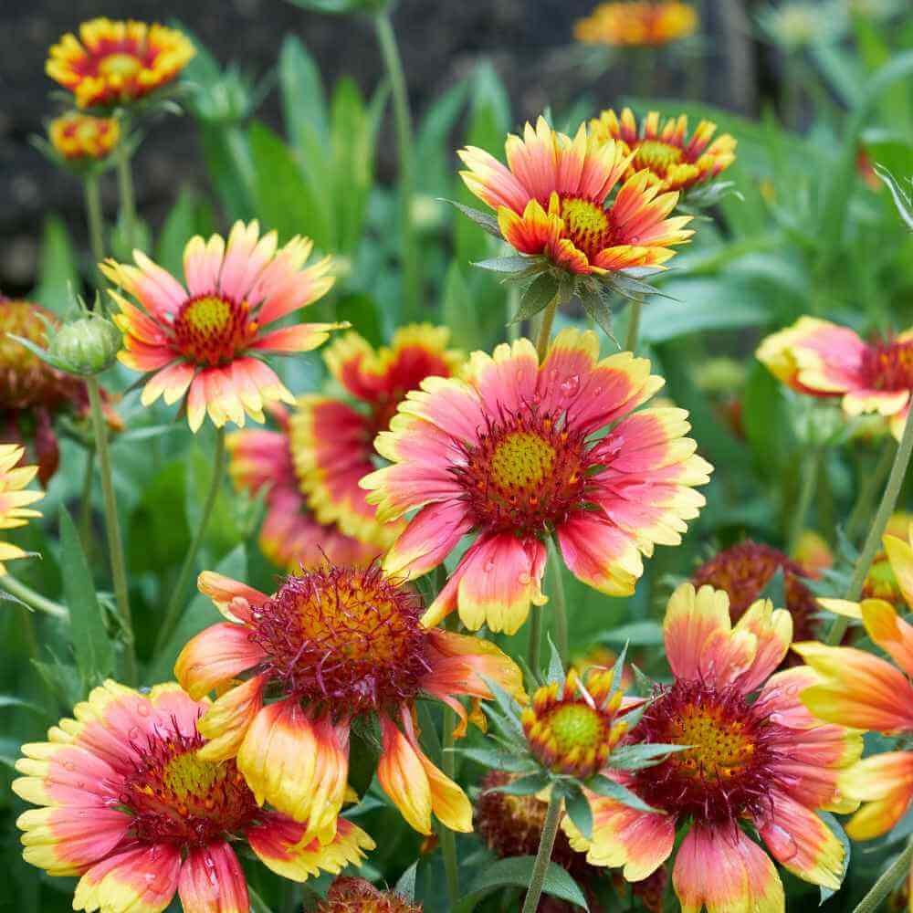 Gaillardia Seeds - Flower Plant