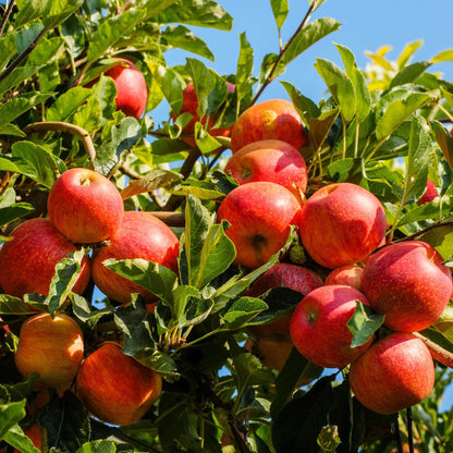 Gala Apple Seeds