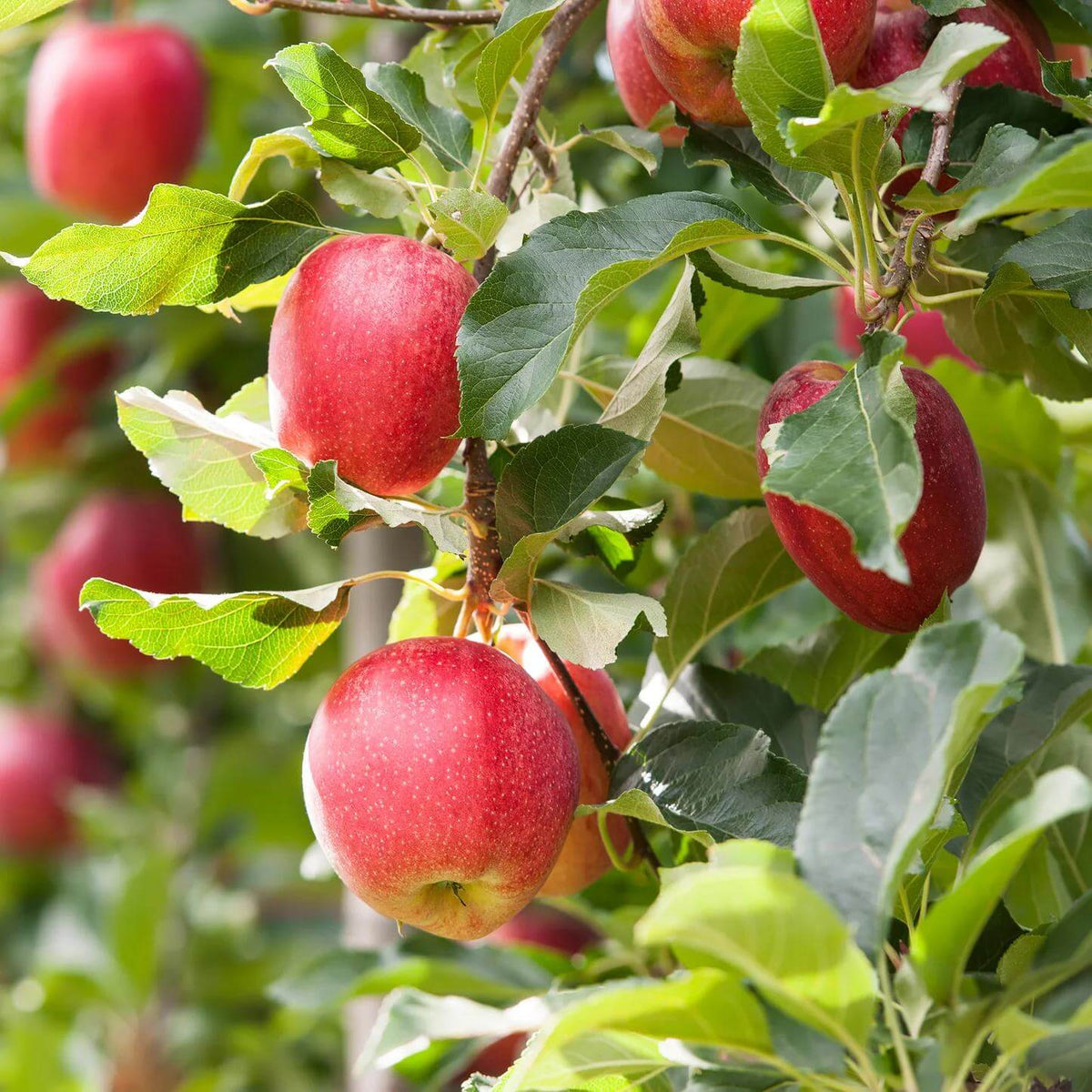 Gala Apple Seeds