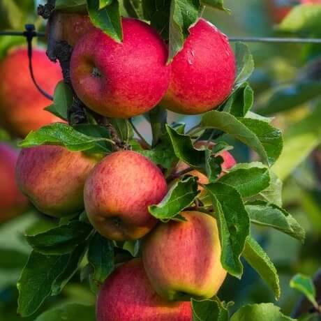 Gala Apple Seeds