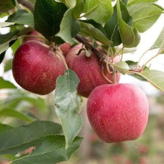 Gala Apple Seeds