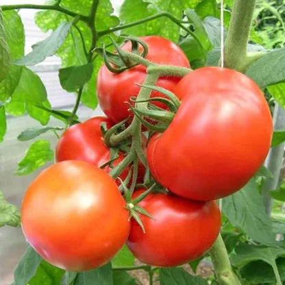 Galahad Tomato Seeds 