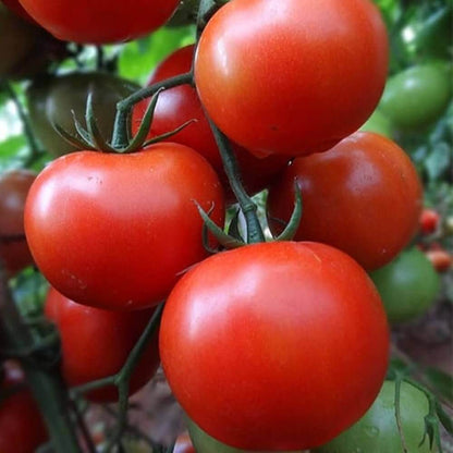 Galahad Tomato Seeds 