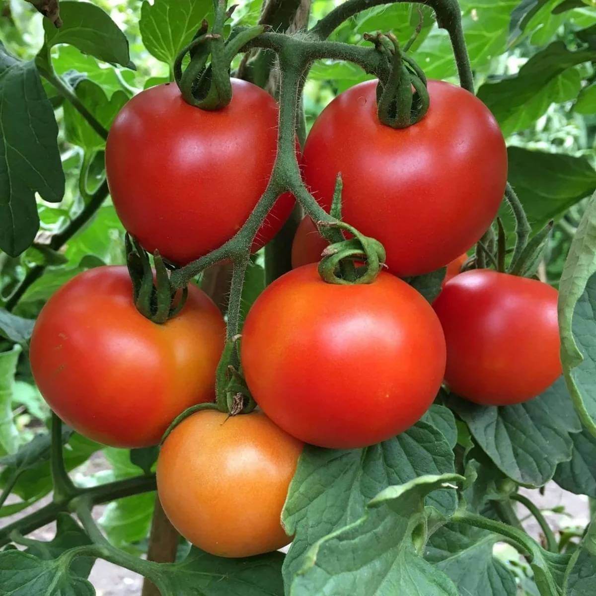 Galahad Tomato Seeds 