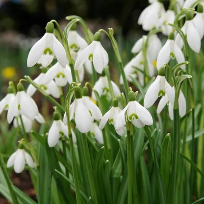 Galanthus Seeds