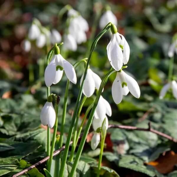 Galanthus bulbs Seeds