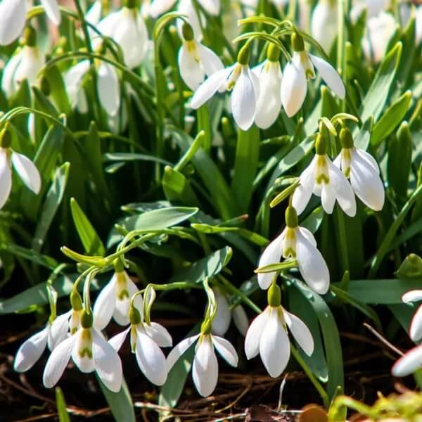 Galanthus nivalis Seeds 
