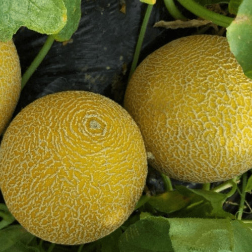 Galia Melon Seeds