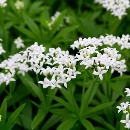 Galium Odoratum Seeds