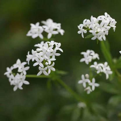 Galium Odoratum Seeds