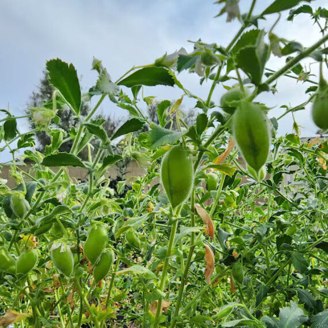 Garbanzo Bean Seeds - Vegetable Plant