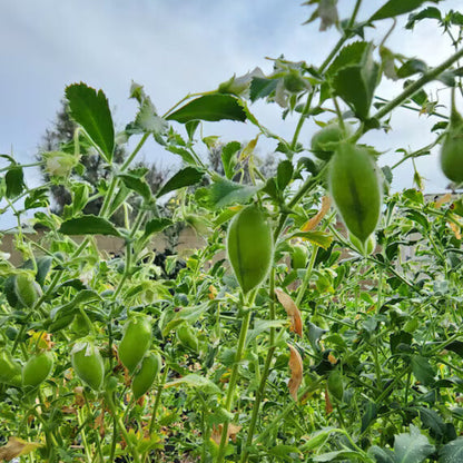 Garbanzo Bean Seeds - Vegetable Plant