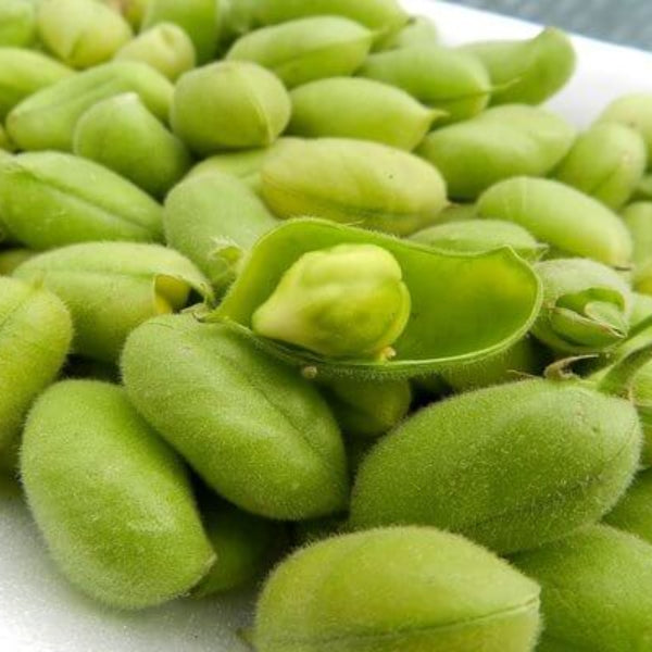 Garbanzo Bean Seeds - Vegetable Plant