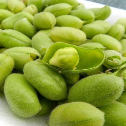 Garbanzo Bean Seeds - Vegetable Plant