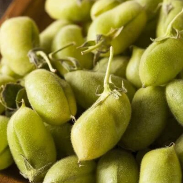 Garbanzo Bean Seeds - Vegetable Plant