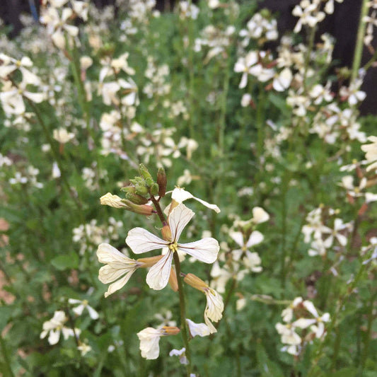 Garden Arugula Seeds - Heirloom Vegetable Plant for Home Gardens