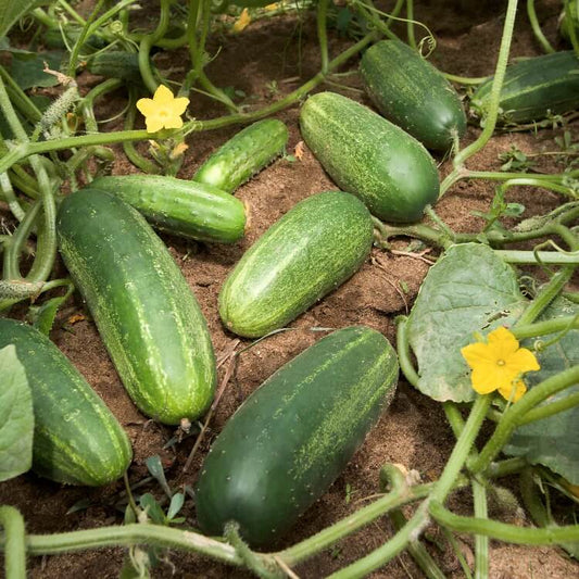 Garden Cucumber Seeds