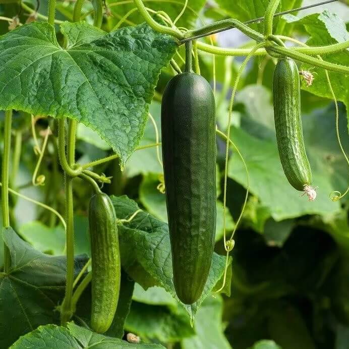 Garden Cucumber Seeds
