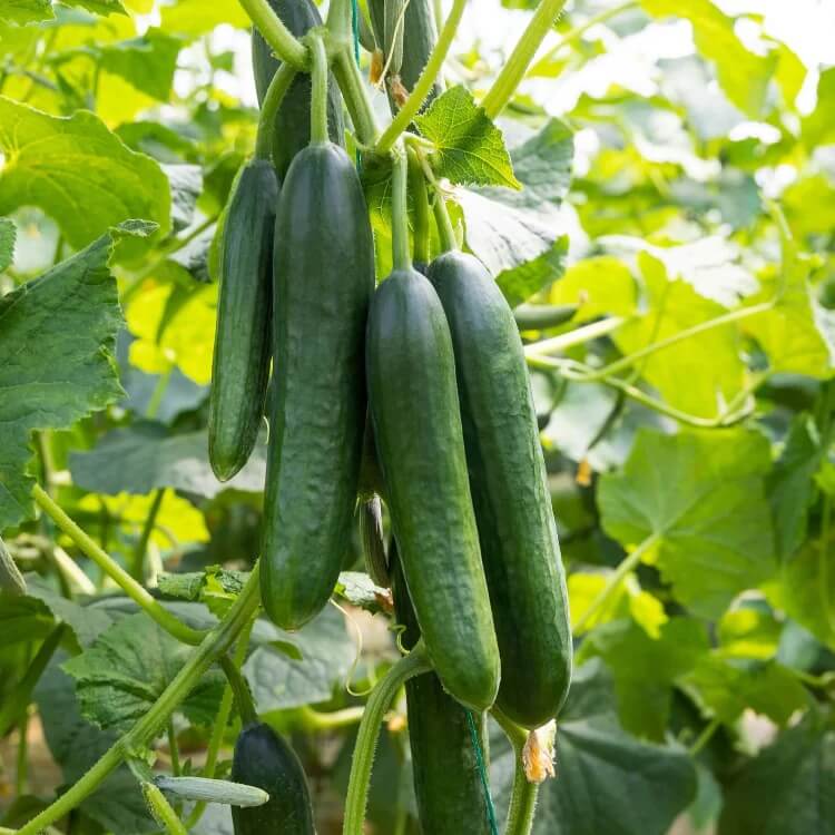 Garden Cucumber Seeds