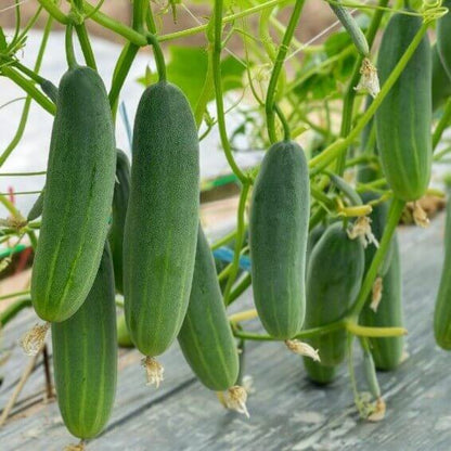 Garden Cucumber Seeds