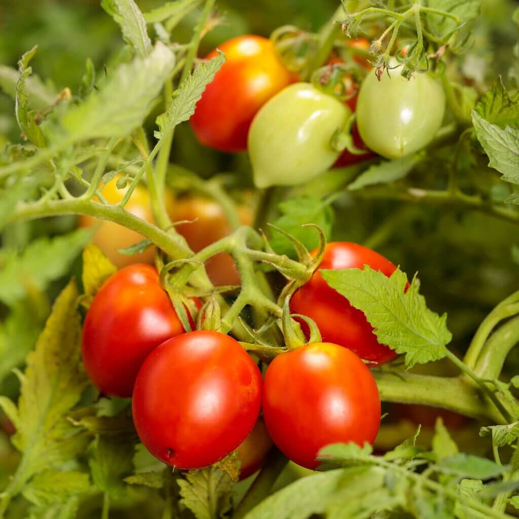 Garden Gem Tomato Seeds