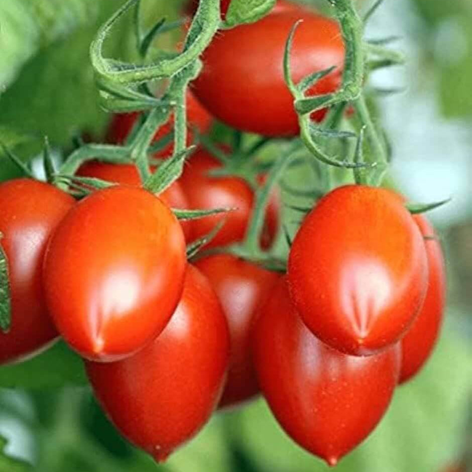 Garden Gem Tomato Seeds
