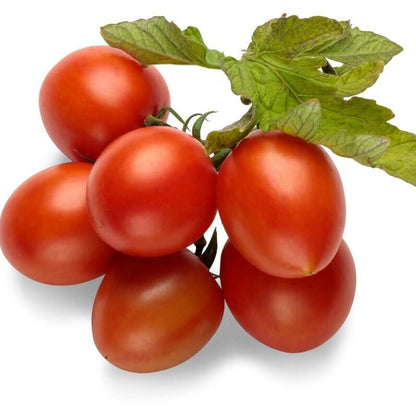 Garden Gem Tomato Seeds