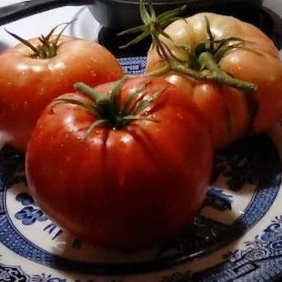 Garden Leader Monster Tomato Seeds