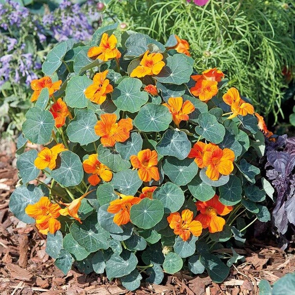 Garden Nasturtium Seeds - Flower Plant