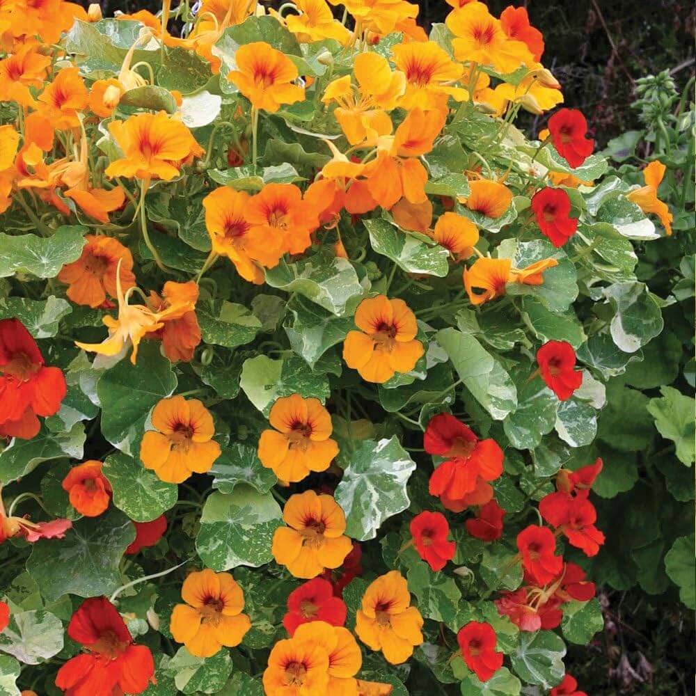 Garden Nasturtium Seeds - Flower Plant