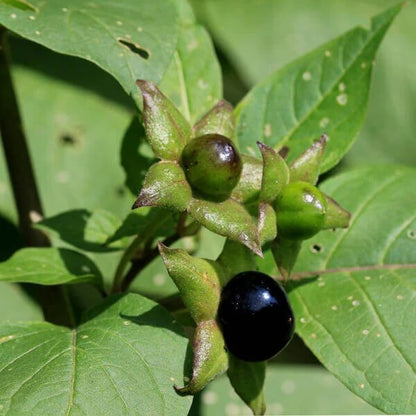 Garden Nightshade seeds