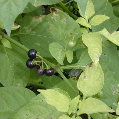 Garden Nightshade seeds