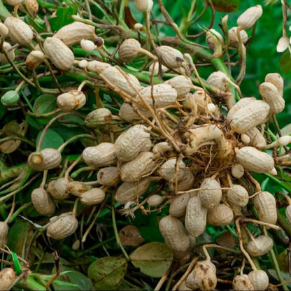 Garden Peanuts seeds