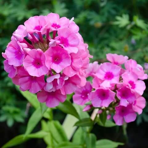 Garden Phlox Seeds - Flower Plant