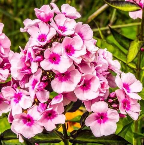 Garden Phlox Seeds - Flower Plant
