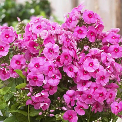 Garden Phlox Seeds - Flower Plant