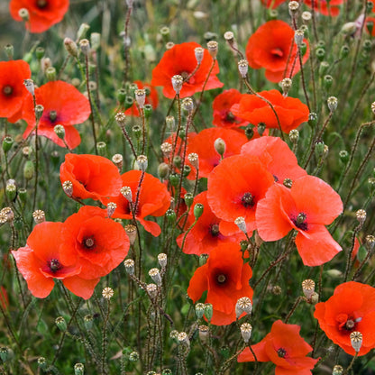 Garden Poppy Seeds