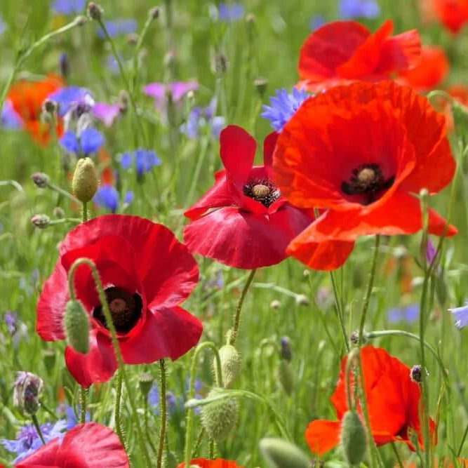 Garden Poppy Seeds